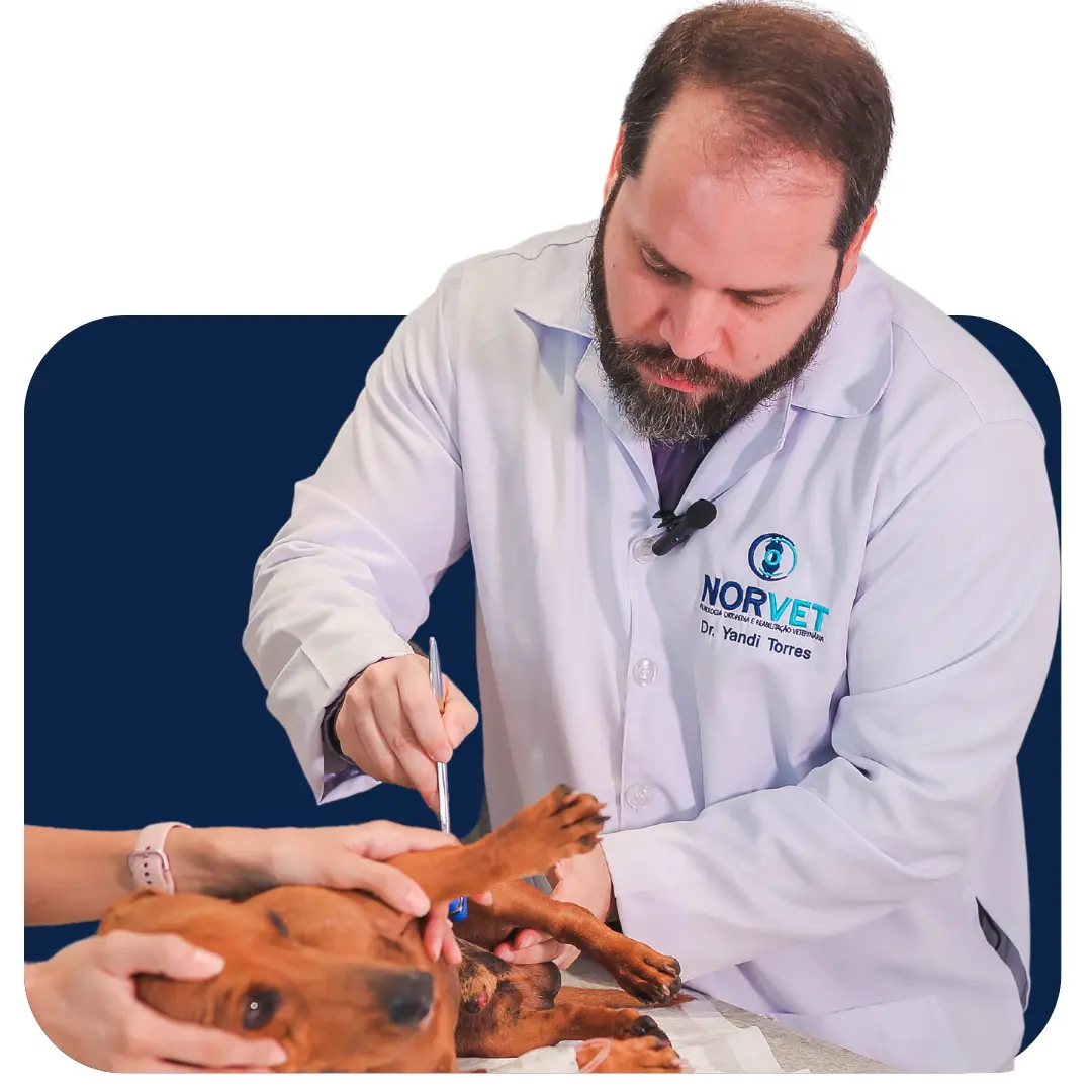 Imagem ilustrativa de neurologia veterinária